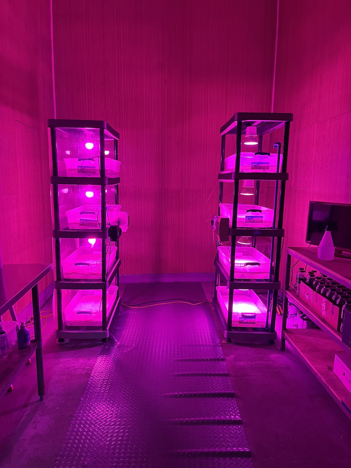 Sala de cultivo indoor con iluminación LED magenta en el Laboratorio de Biotecnología